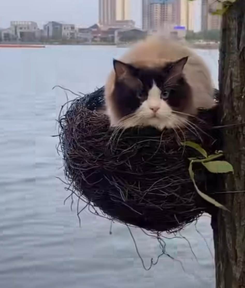 Katt har bosatt sig i fågelbo