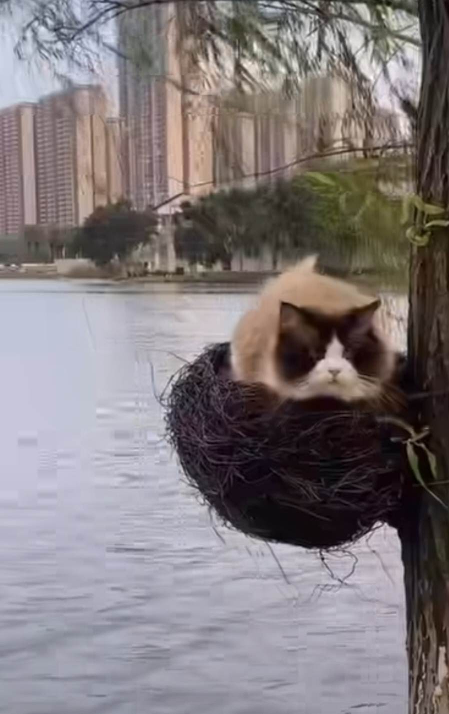 Katt har bosatt sig i fågelbo