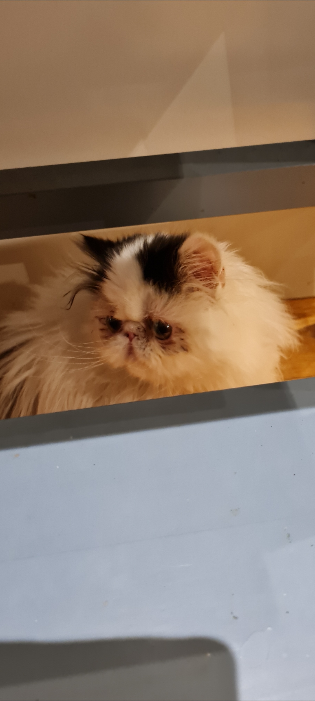Perserkatten och dess ursprung