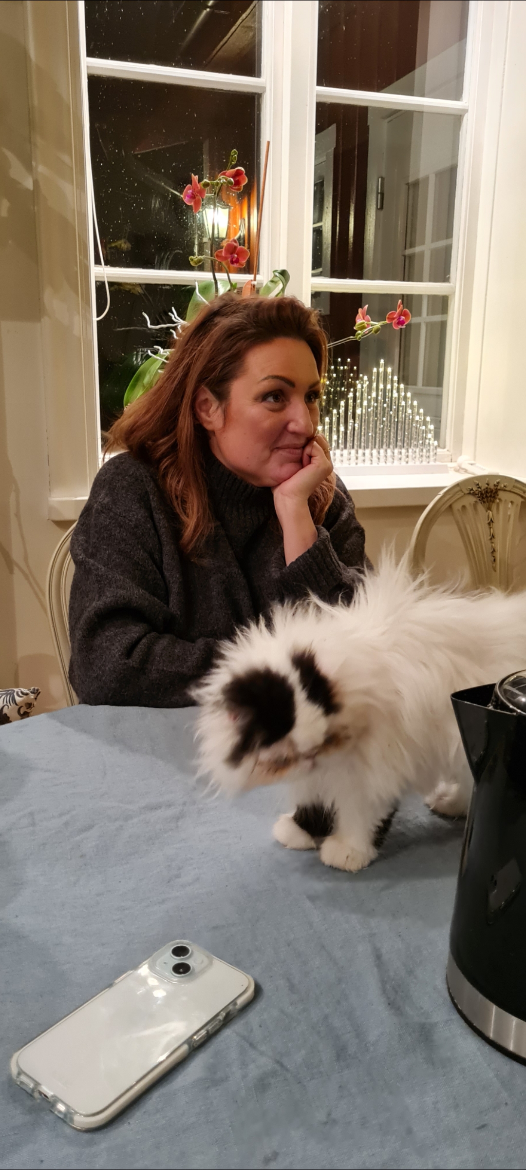 Perserkatten och dess ursprung