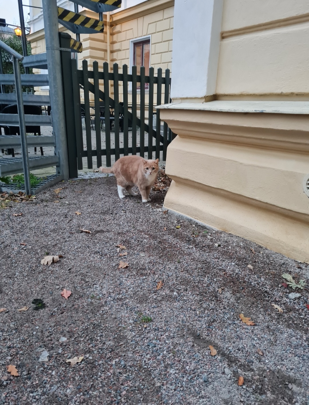Uppsalas katter i centrala delen området kring Pelle Svanslös
