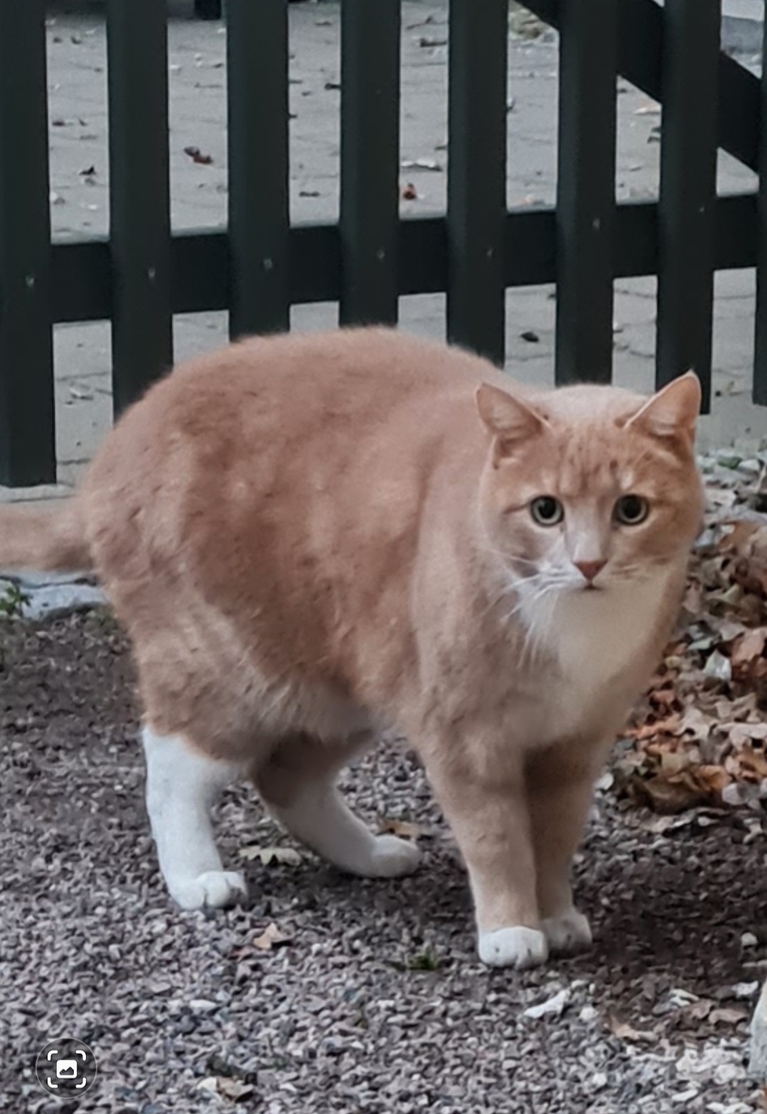Vad har röda katter för intelligens och karaktär?