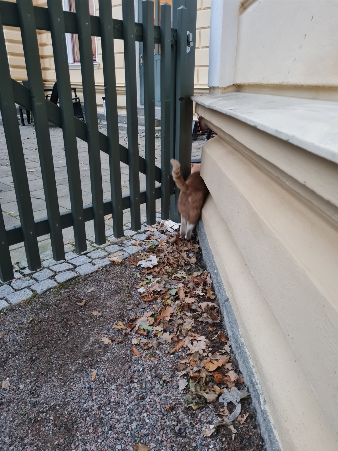 Uppsalas katter i centrala delen området kring Pelle Svanslös