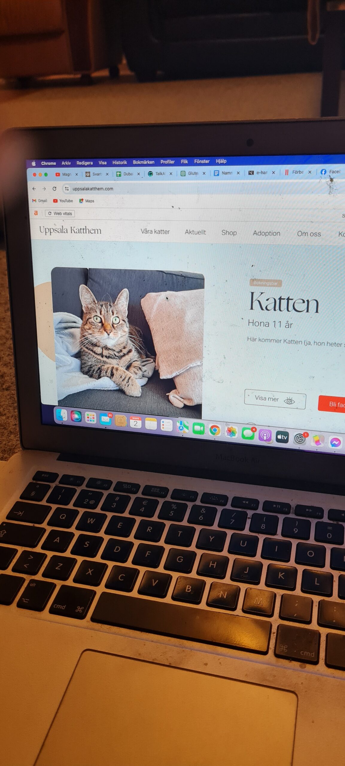 På Uppsala katthem använder de datorer för att hålla reda på alla katterna