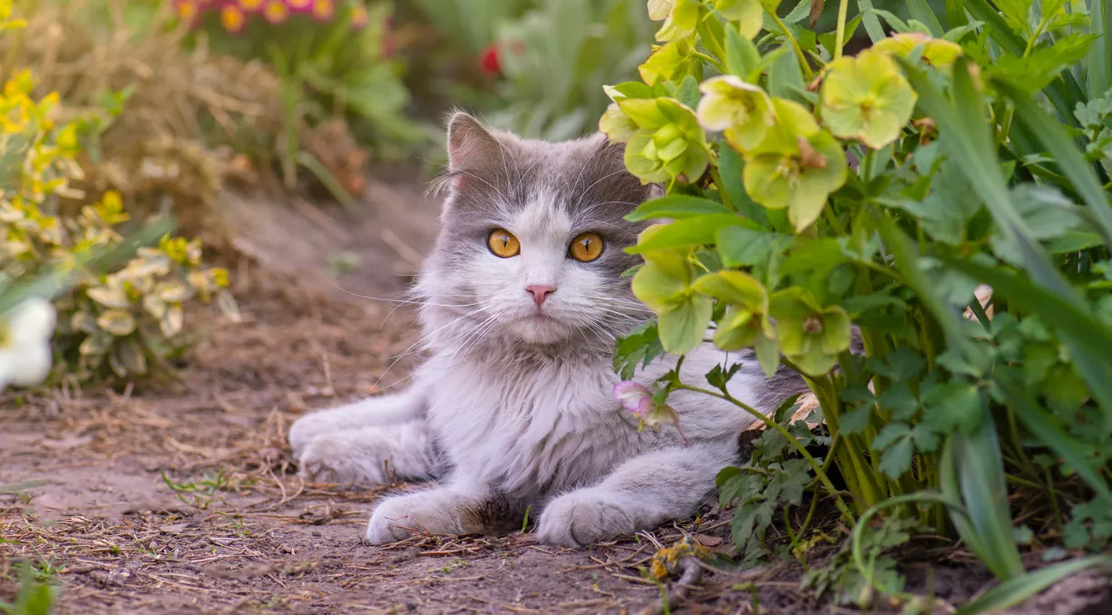 Spela in video av sin katt