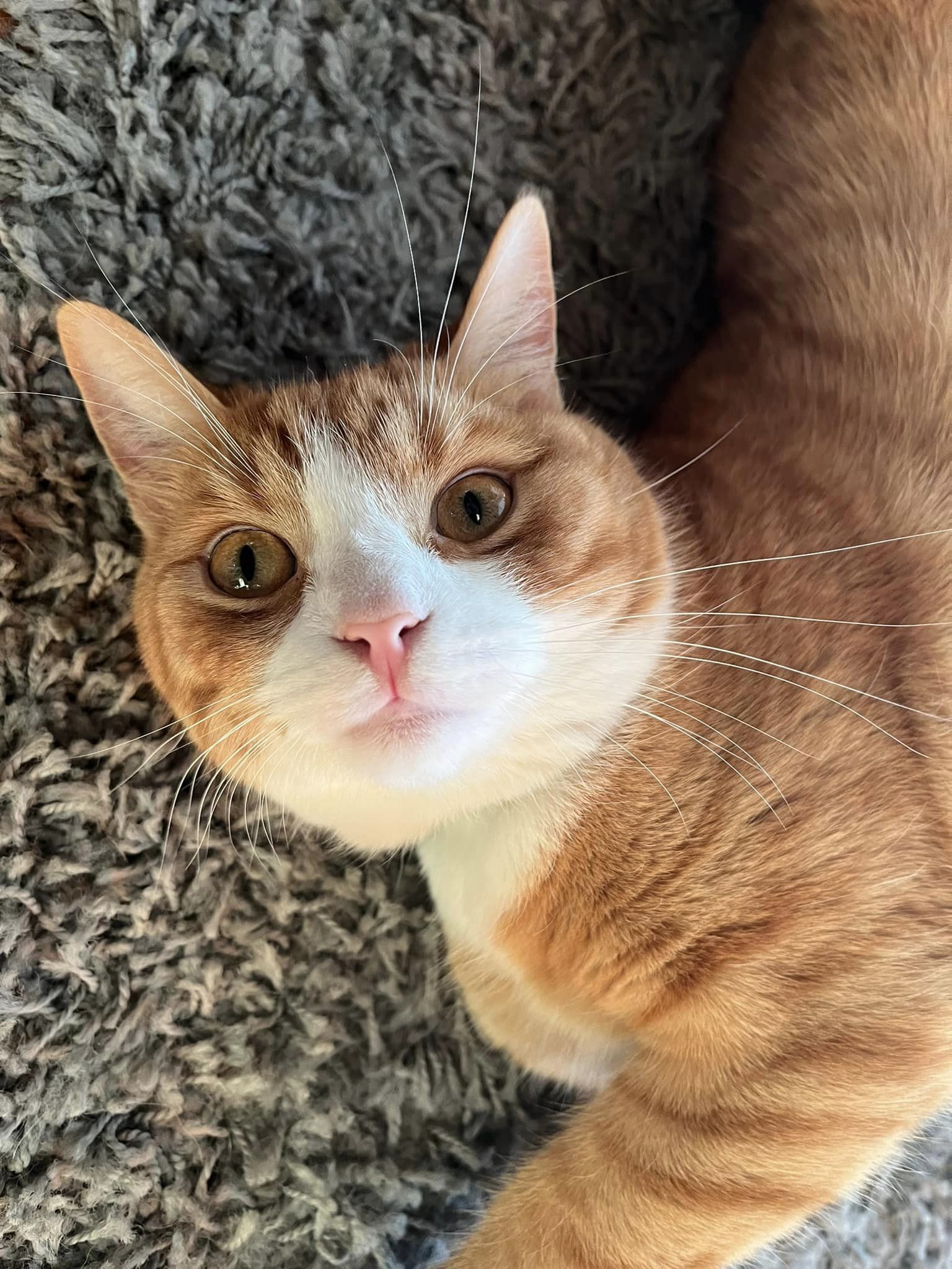 Spannmålsfri mat till din katt