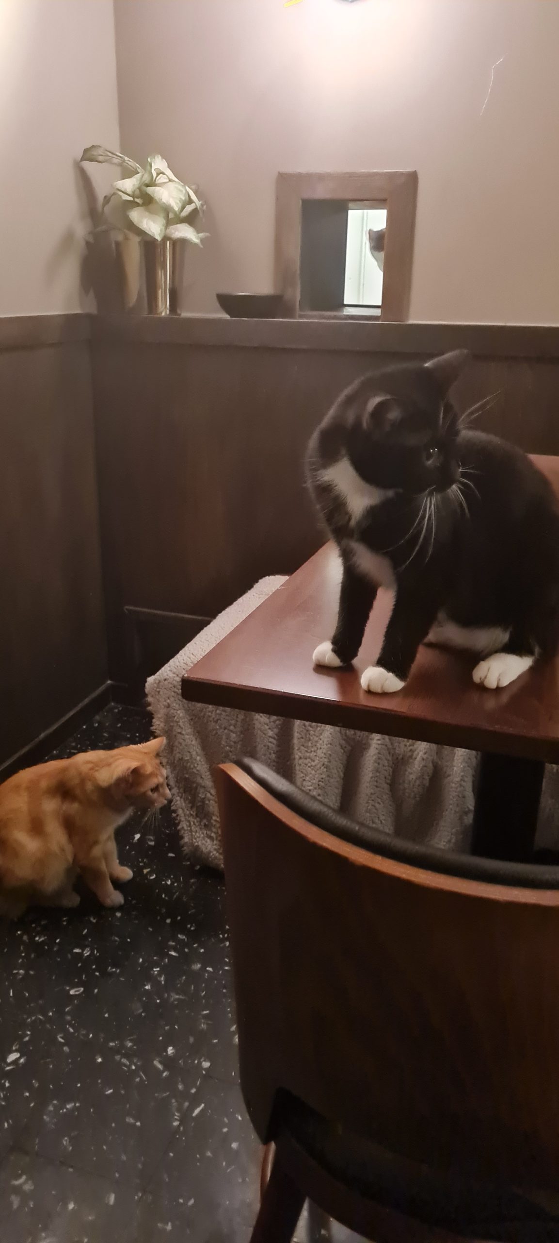Företagsrekonstruktion på Java Whiskas kattcafé