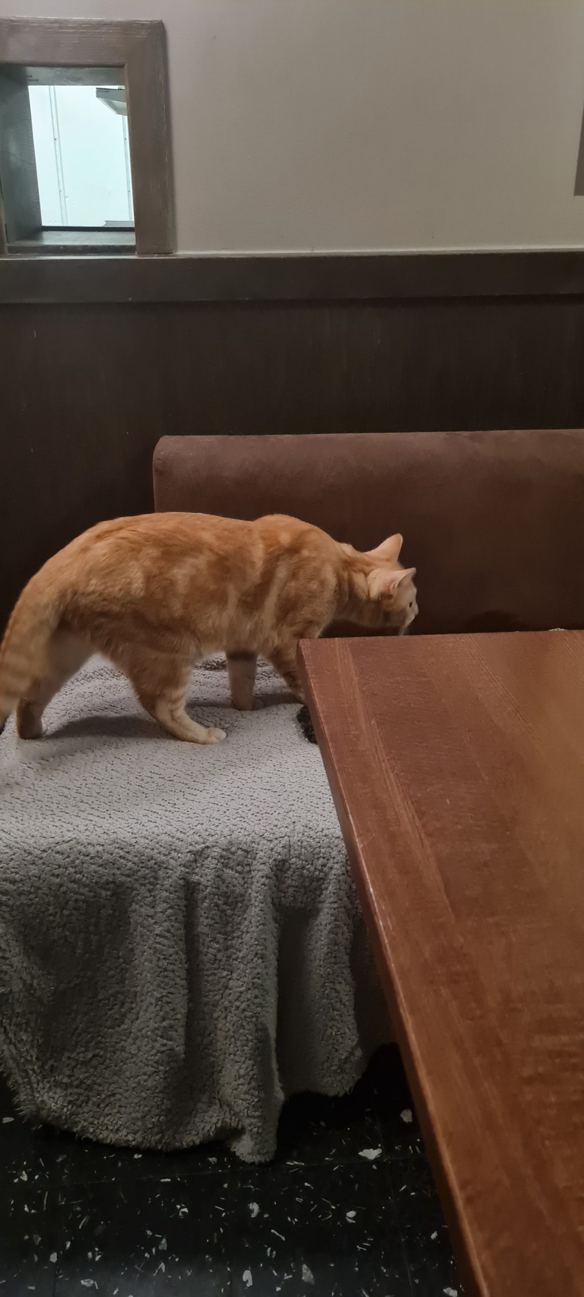 Företagsrekonstruktion på Java Whiskas kattcafé