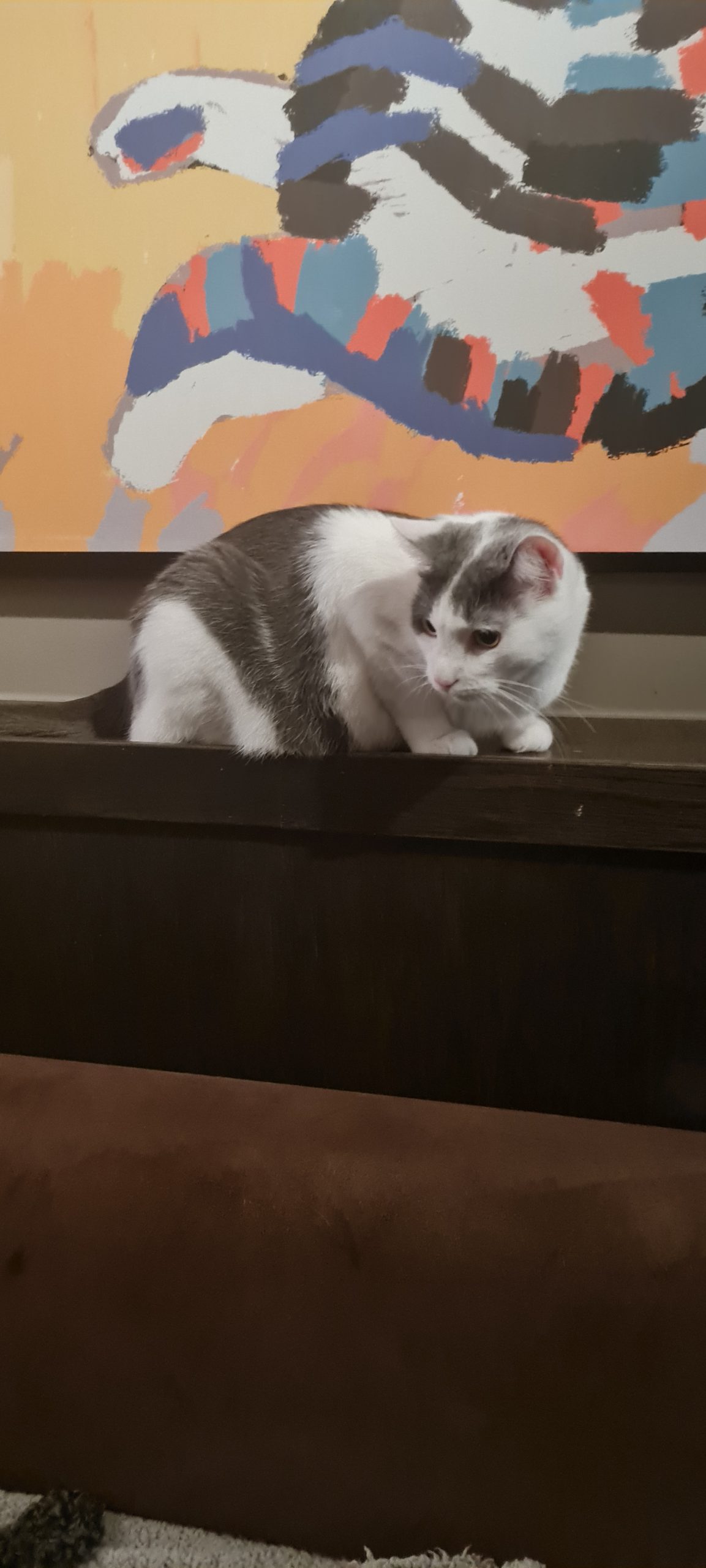 Företagsrekonstruktion på Java Whiskas kattcafé