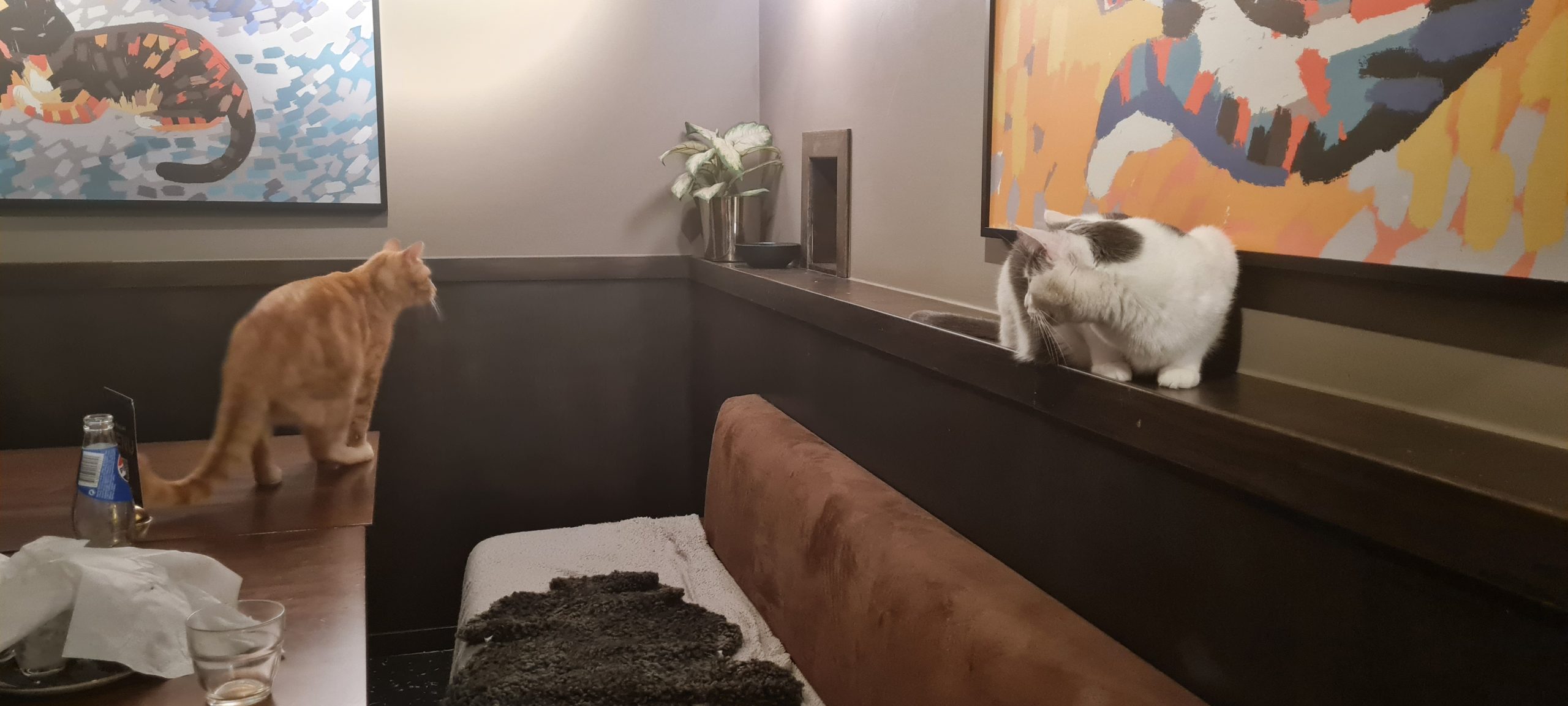 Företagsrekonstruktion på Java Whiskas kattcafé