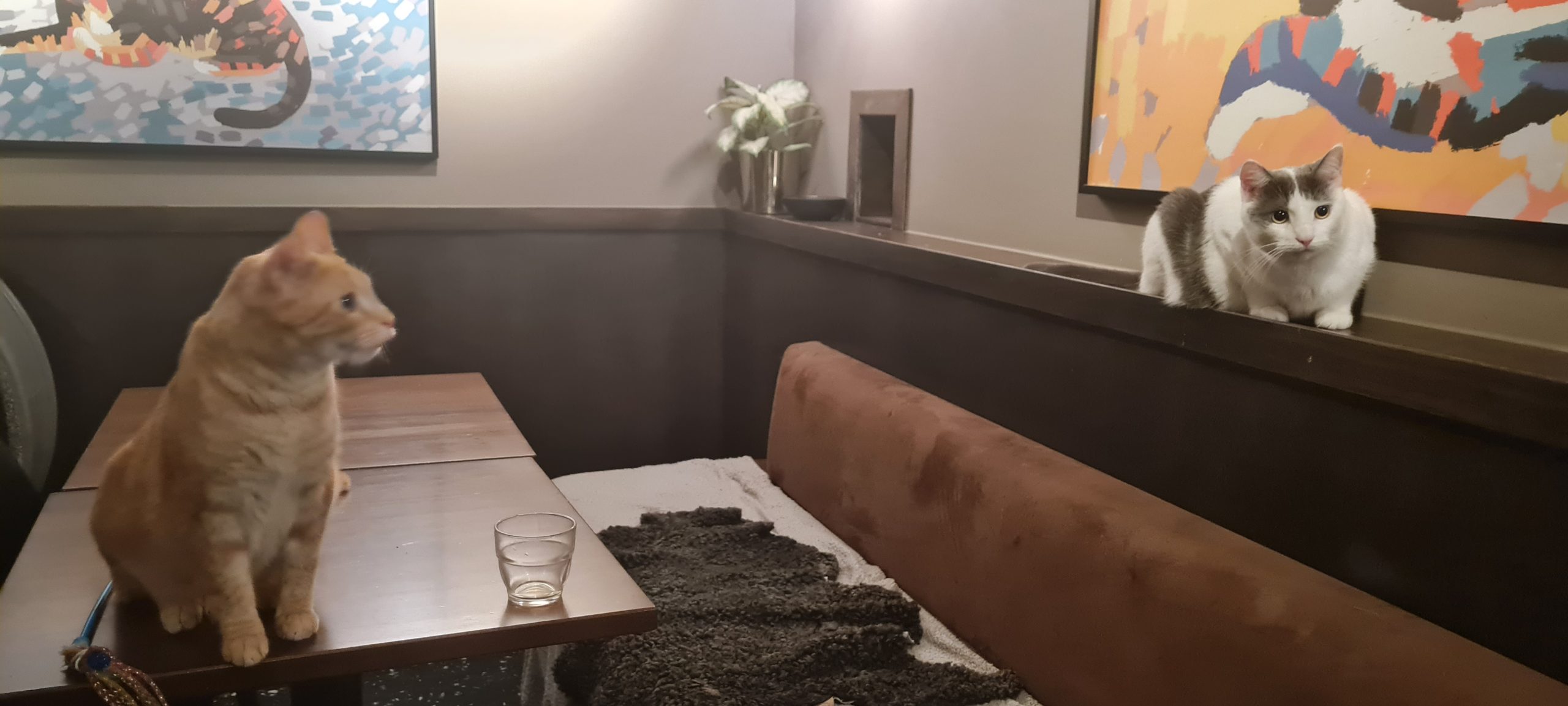 Företagsrekonstruktion på Java Whiskas kattcafé