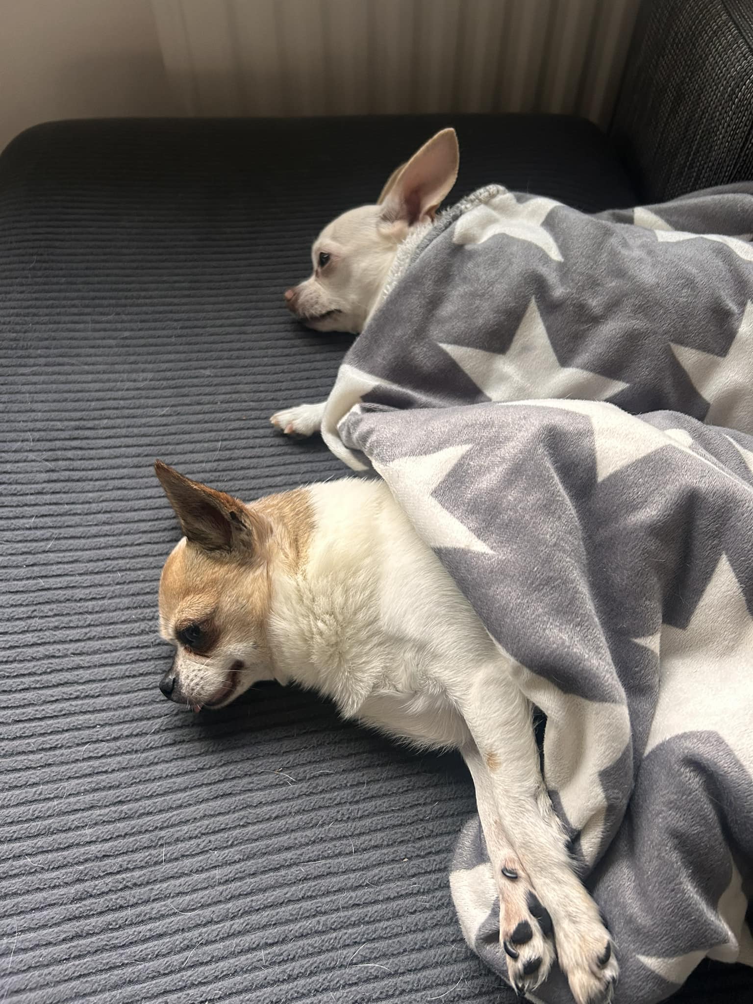 Att tänka på när du ska skaffa hundrasen chihuahua