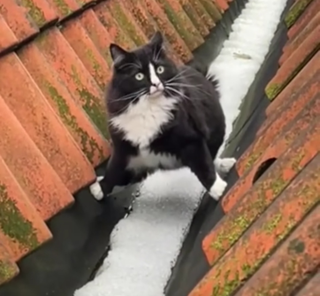 Kan katter frysa?