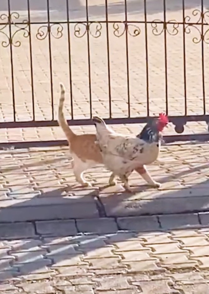 Vänskap mellan katten och hönan